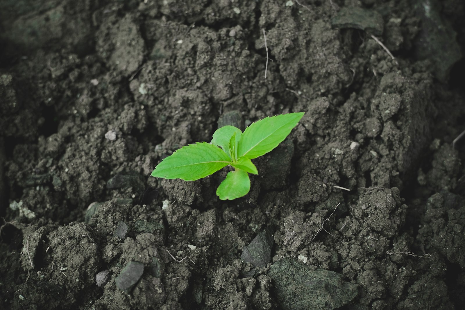 Seedling sprouting from carbon-rich soil