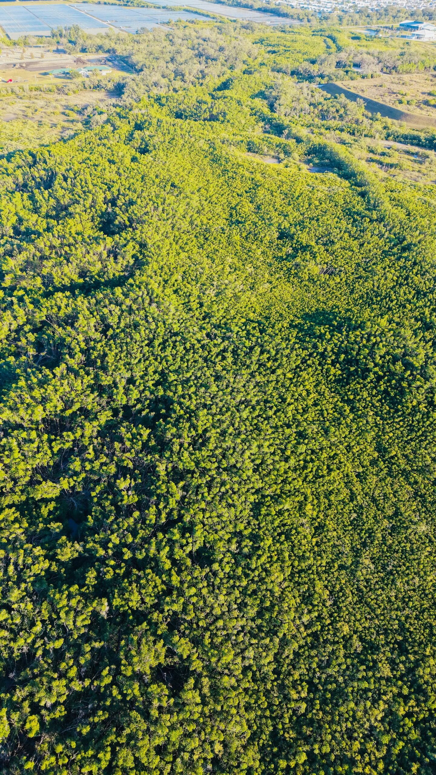 Aerial view of dense forest canopy representing carbon stock and biomass
