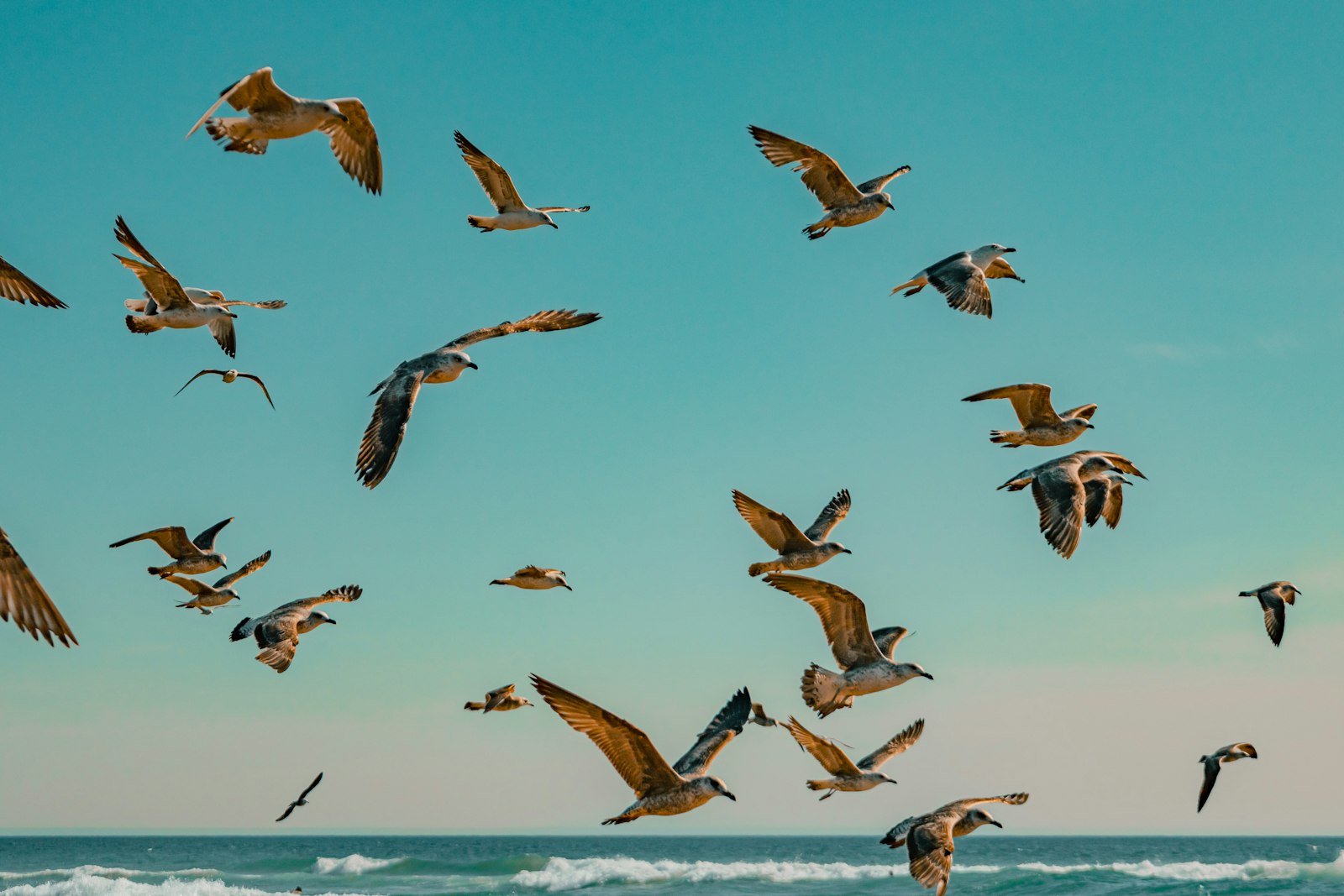 Flock of birds in flight representing wildlife biotelemetry